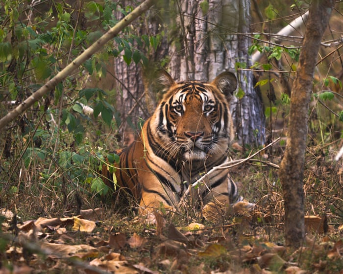 Tiger fatally attacks handler at Oklahoma preserve, officials say