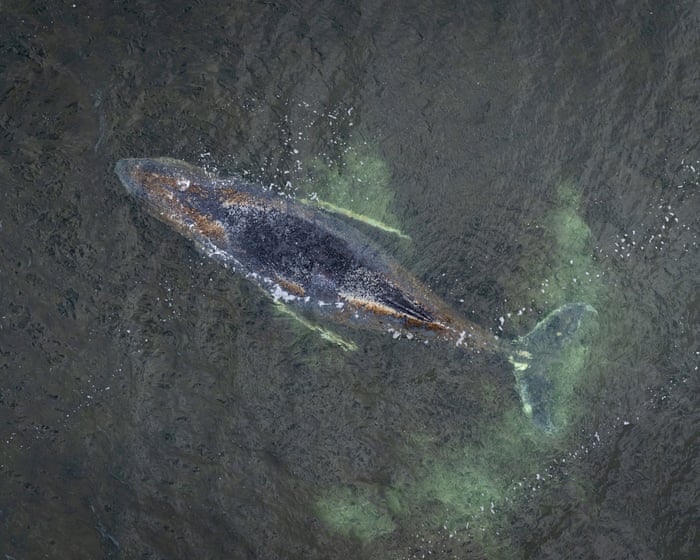 Struggling humpback whale stranded for third time on German coast