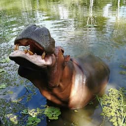 Indiase miljardairszoon wil 'Escobar-nijlpaarden' onderbrengen in privédierentuin