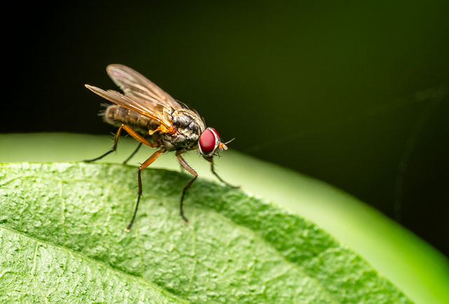 Africa: The Bloodsucking Insect With a Saw for a Mouth - How the Tsetse Fly Bites Through Almost Anything