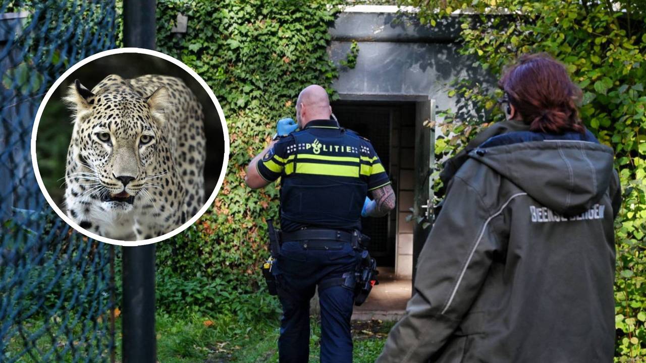 Panteraanval Beekse Bergen: verzorgster geopereerd, toestand 'zorgelijk'