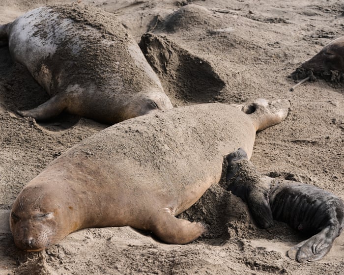 Bird flu kills dozens of elephant seal pups at California state park