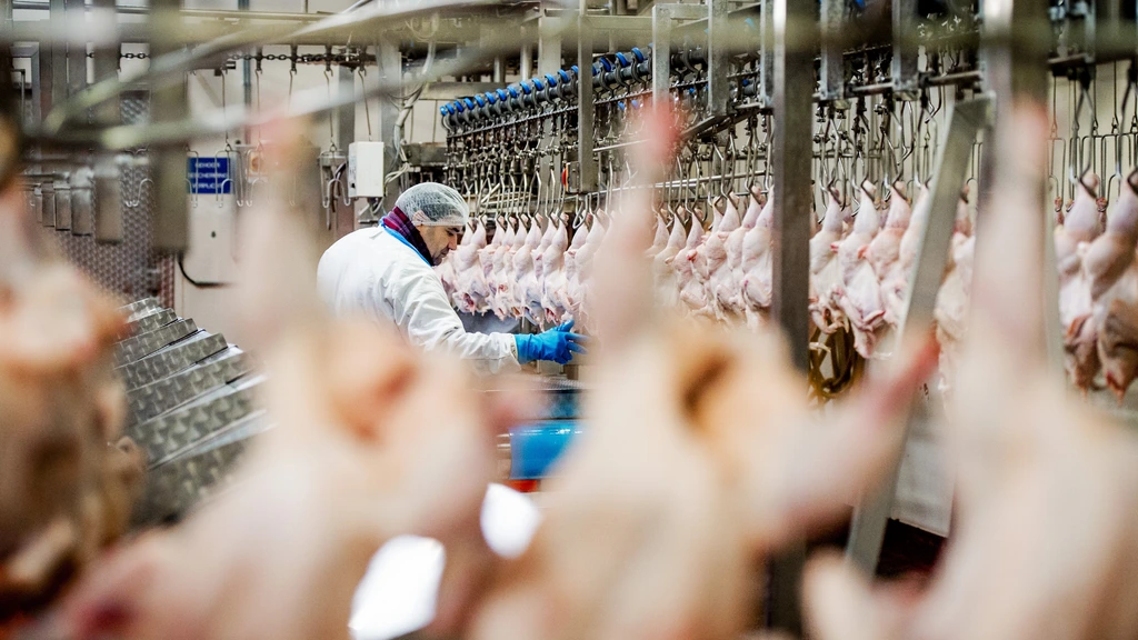 Structurele misstanden bij slachterijen, maar sector noemt uitzendverbod draconisch
