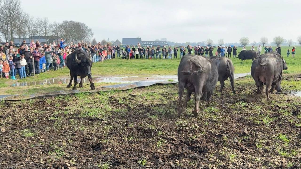 Waterbuffels mogen voor het eerst de wei weer in: 'Goed begin van weekend'