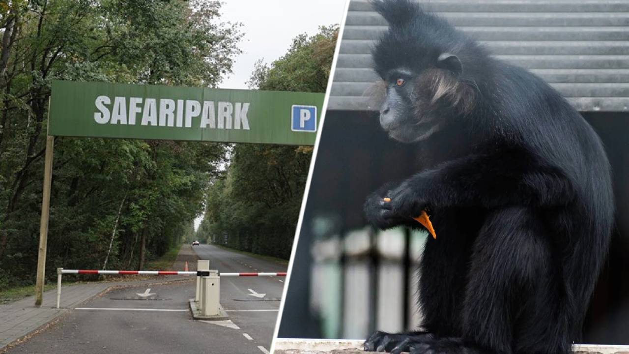 Aap ontsnapt uit Beekse Bergen en is meerdere keren gezien in de omgeving