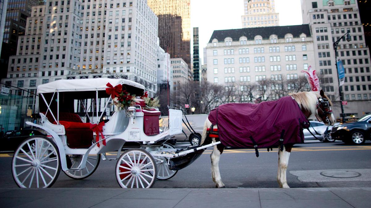 What is Romanch’s Law? New York City’s historic horse carriage ban after Indian tourist’s death