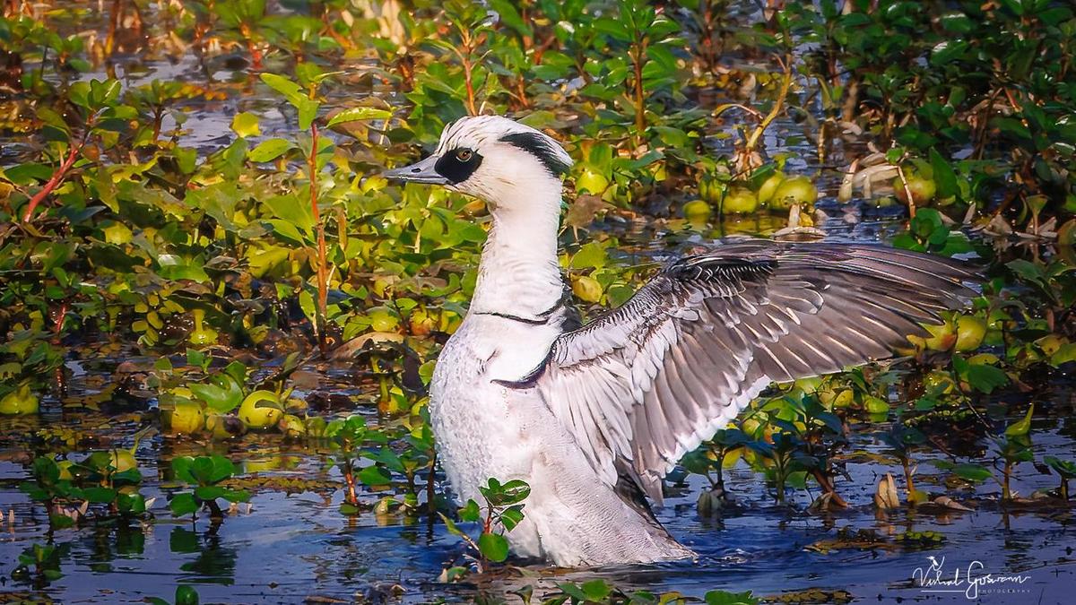 Eurasian diving duck in Kaziranga triggers climate change concern