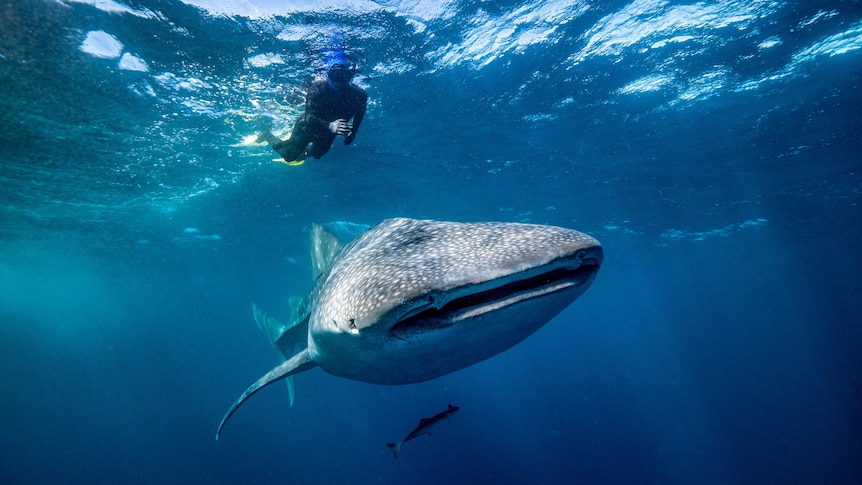Whale sharks are serial snackers, dorsal fin cameras reveal
