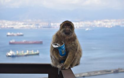 Berberaapje eet grond om zijn darmen te beschermen tegen junkfood, zien gedragsbiologen