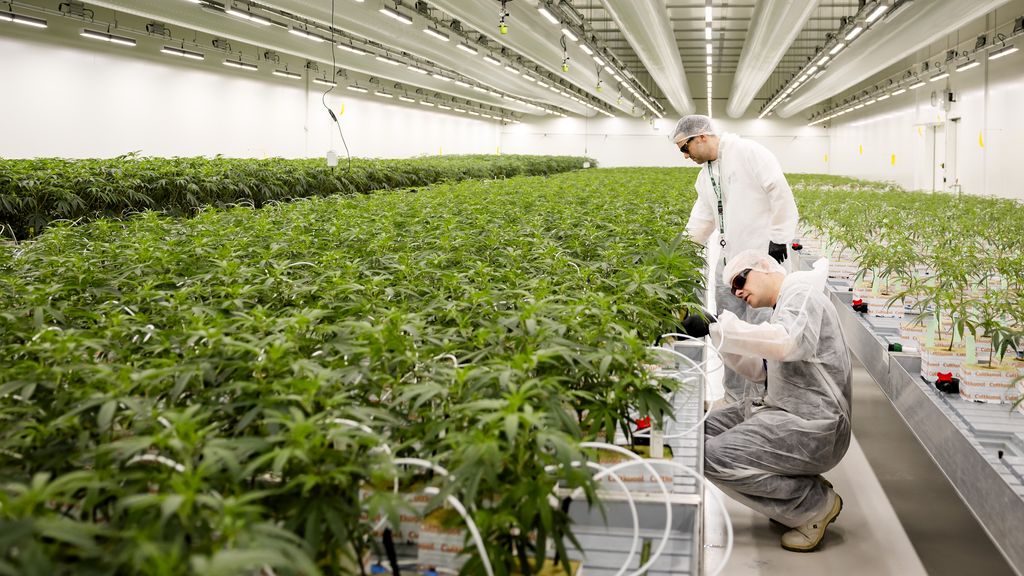 In een jaar wietproef zag de inspectie tientallen overtredingen bij telers