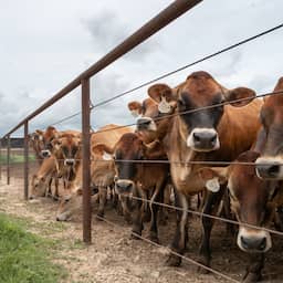 Texas roept noodtoestand uit vanwege vleesetende schroefwormvlieg, Canada weigert vee