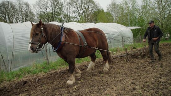 Piepers zonder diesel
