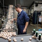 Inkomenskloof groeit in landbouw na ‘ongekend’ goed jaar pluimveehouders