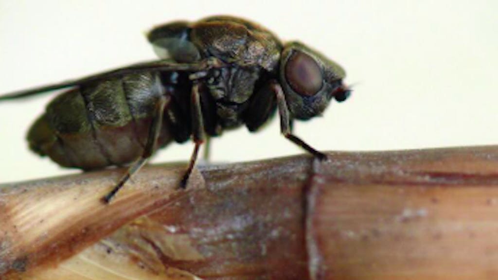 Sympathieke Rietsigaargalvlieg is Insect van het Jaar 2026, deelt woning met andere insecten