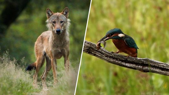 Wolf met prooi, reeën en een hongerige ijsvogel: 'Bijzonder om mee te maken'