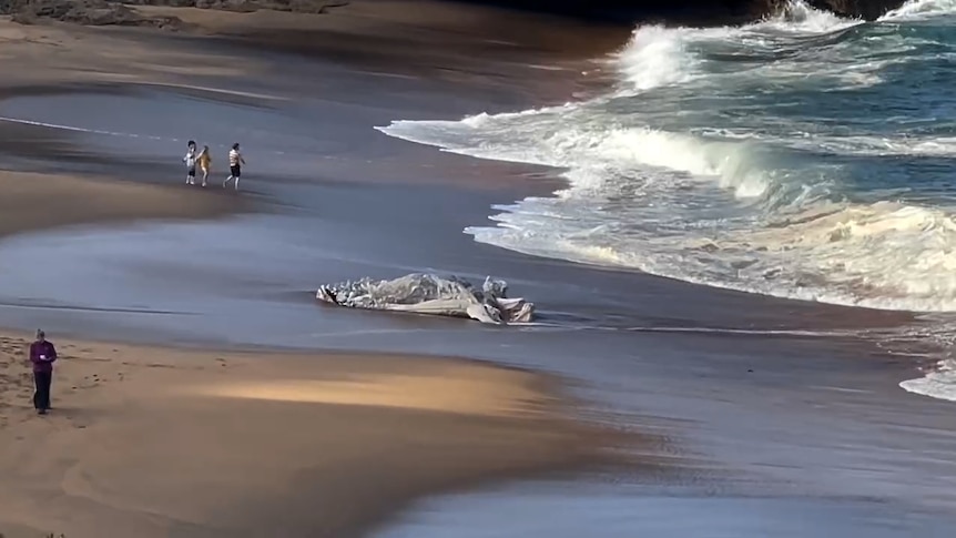 Bells Beach temporarily closed due to whale carcass washing up