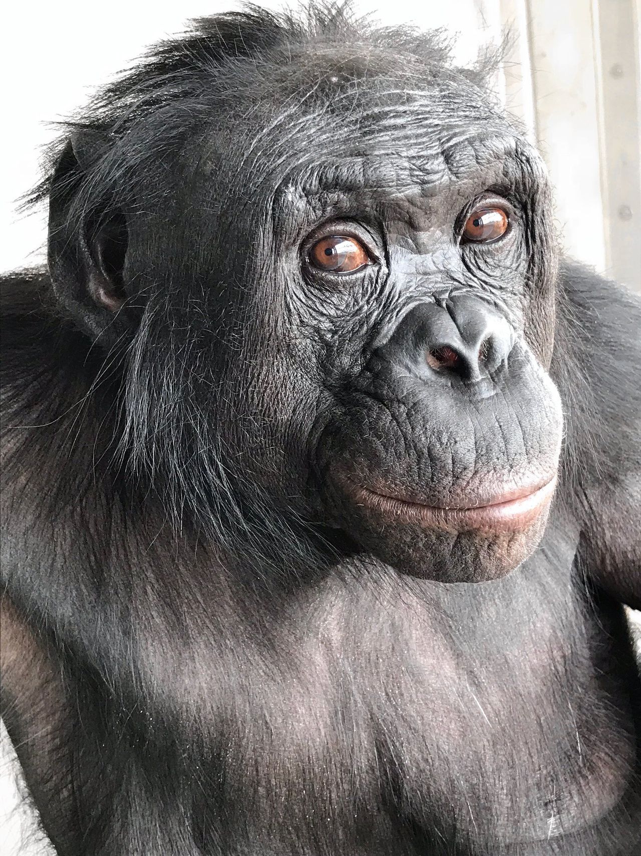 Eindelijk is bewezen dat mensapen verbeeldingskracht hebben