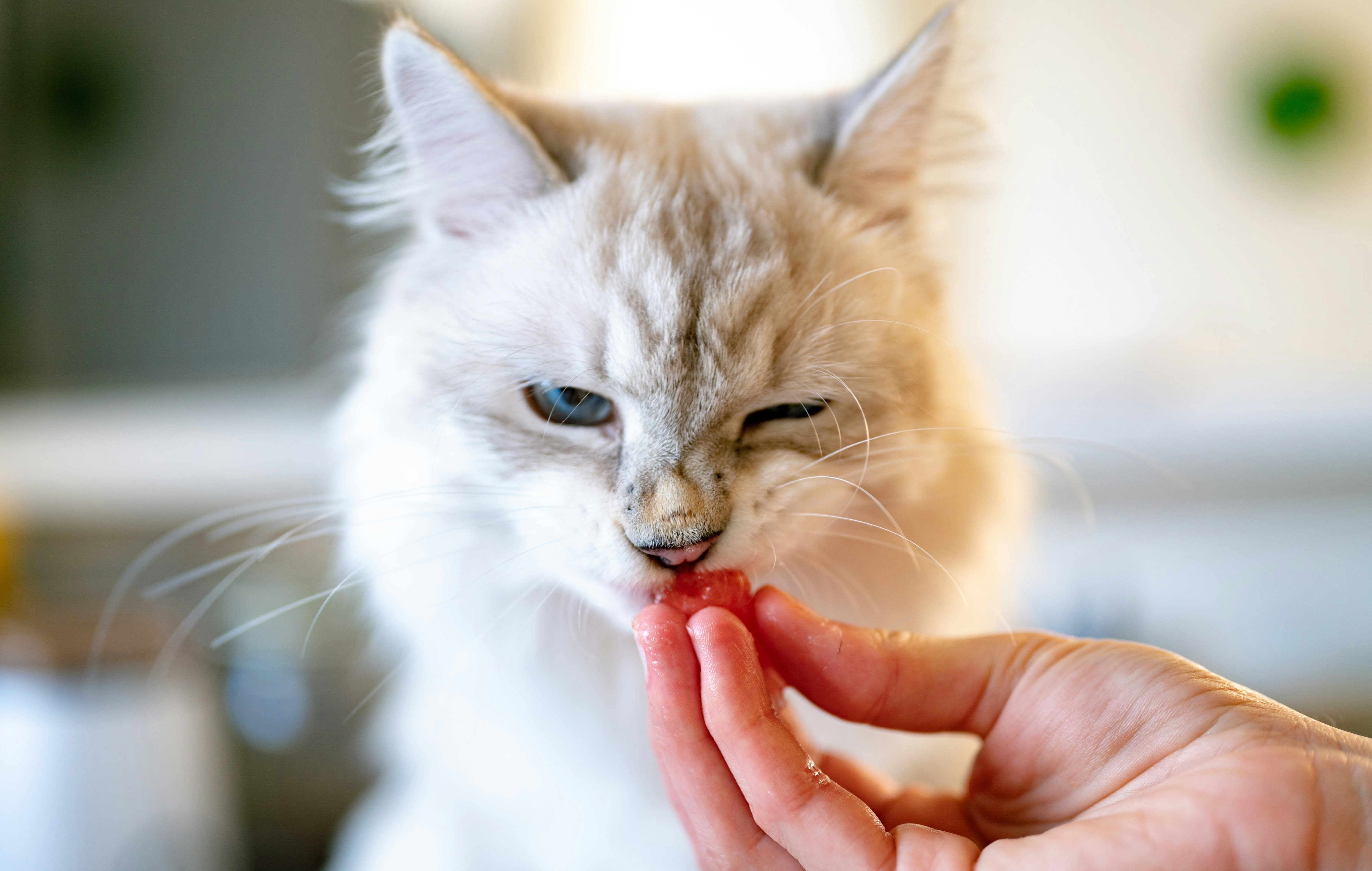 Allergisch voor katten? Dit kan de onverwachte oplossing zijn