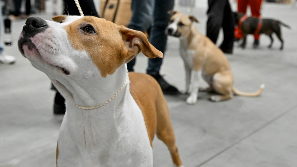 Hond doodt Duits meisje (4) tijdens het spelen, rol moeder en kennis onderzocht