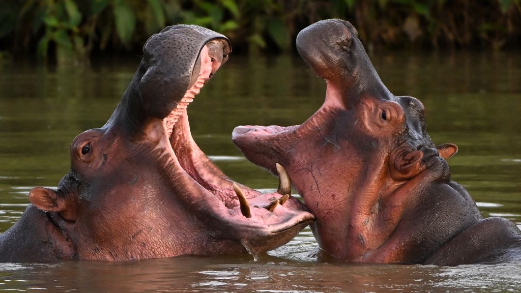 Colombia kondigt plan aan om nijlpaarden van drugsbaron Escobar af te schieten