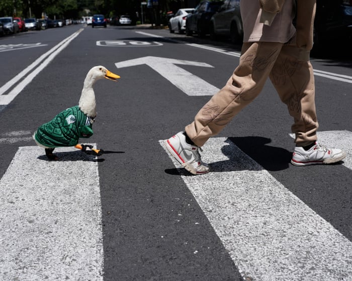 Duck, duck, goal: bird dressed in Mexico’s World Cup jersey scores on social media